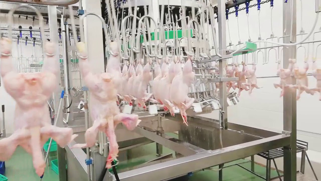 Systemate/Linco 9000-12000 BPH chicken evisceration line