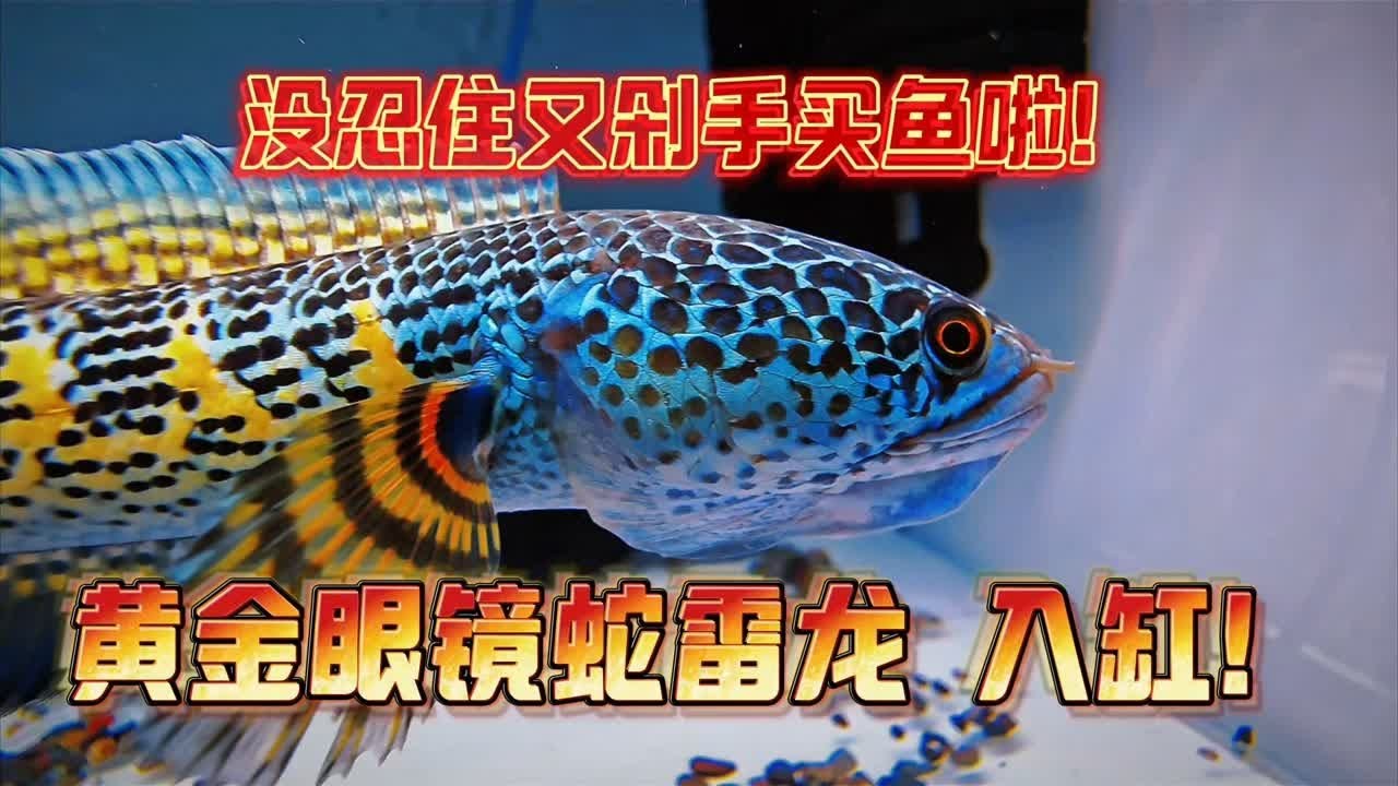 没忍住又剁手买鱼了！黄金眼镜蛇雷龙鱼入缸！
