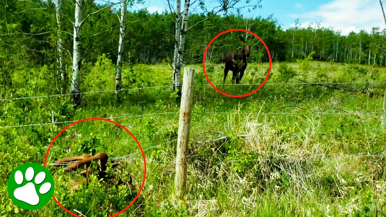 Moose Calf Trapped in Barbed Wire😱 Brave Strangers Risk Everything as Mom Watches ❤️