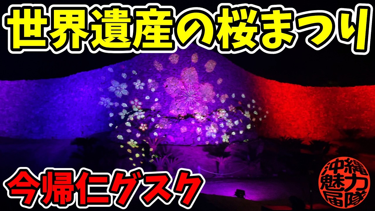 【桜まつり】世界遺産今帰仁グスク桜まつりは圧倒的に絶景！昼も夜もカンヒザクラは綺麗だった！