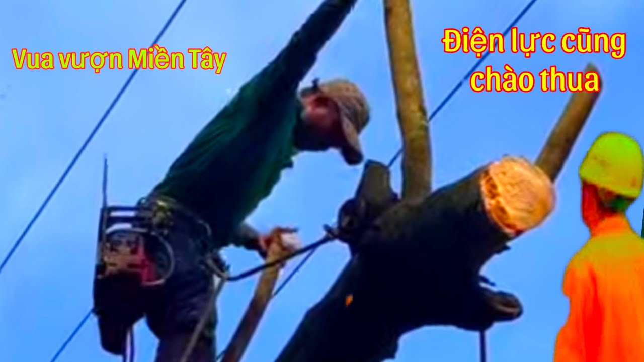 Điện lực phải nhờ Vua vượn Miền Tây 1 Mình Leo cưa 3 cây Xà Cừ  có nhiều đường dây điện