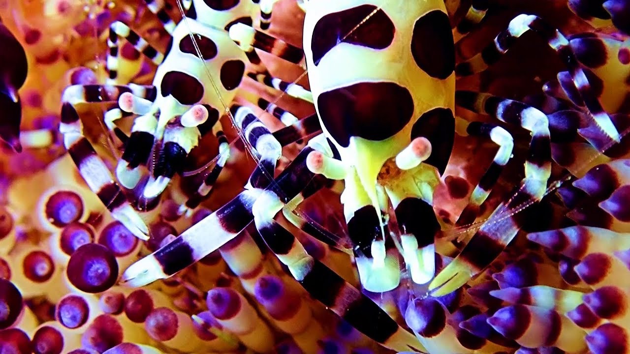 Weird MACRO Critter Muck Diving Highlights Video 4 Lembeh – 3rd Trip.