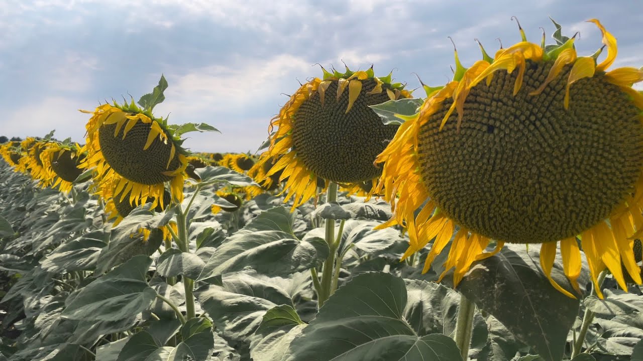 Соняшник 🌻. ЕС «Ароматік» Lidea. Огляд після спеки ☀️❗️