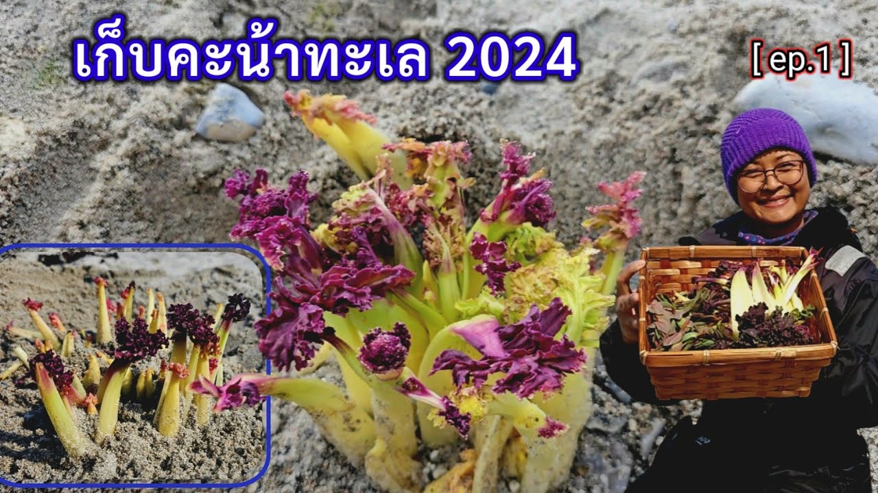 มาแล้วจ้า เก็บคะน้าทะเลแรกของปี 2024 ก้านอ่อนๆ สีสวยๆ กรอบๆเลยจ้า | คนไทยในต่างแดน เก็บผักต่างประเทศ