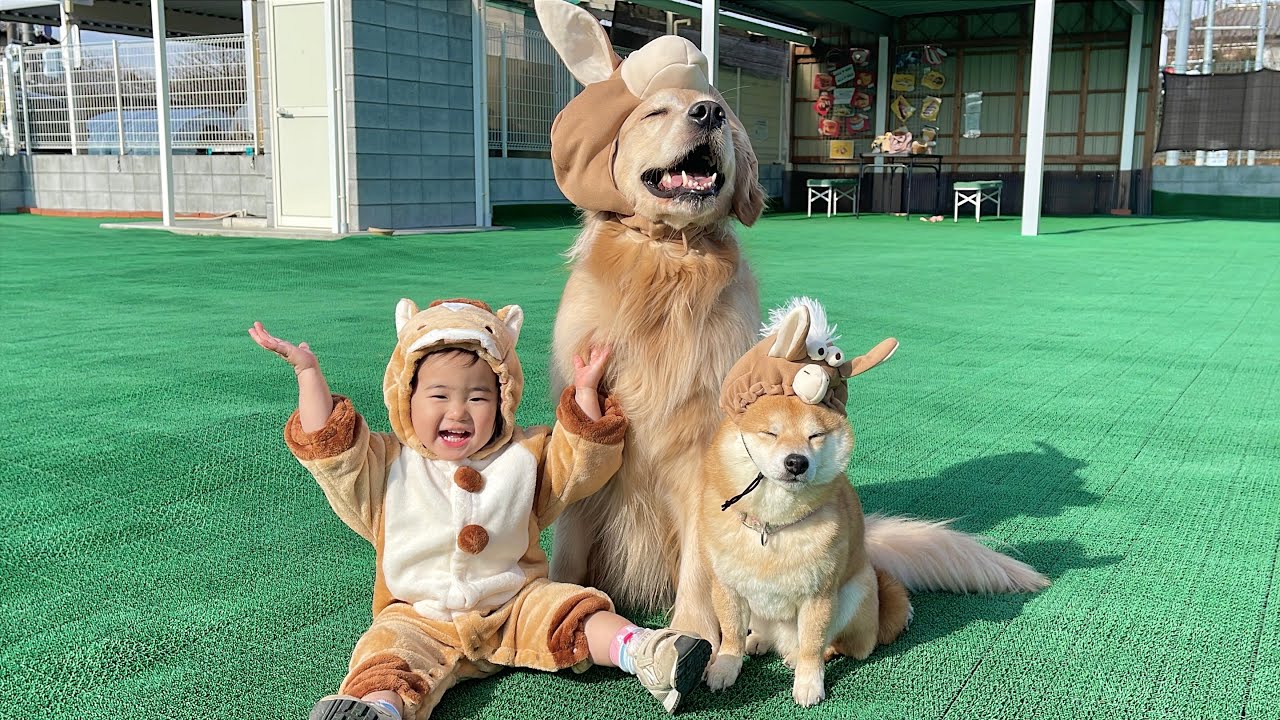 年始めから爽快な走りを見せてくれるゴールデンレトリバーと各々の時間を楽しむ豆柴と1歳児