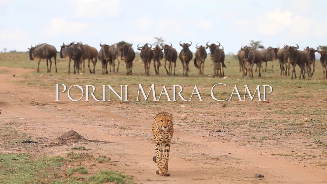 Porini Mara Camp - Ol Kinyei Conservancy Kenya