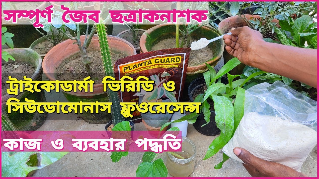 জৈব ছত্রাকনাশক | ট্রাইকোডার্মা ভিরিডি | সিউডোমোনাস ফ্লুওরেসেন্স | কোথায় কিভাবে ব্যবহার করব।