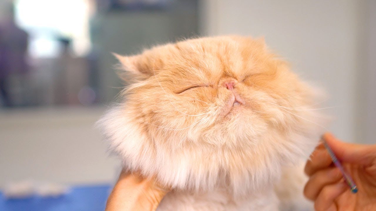 Вы влюбитесь в этого милого кота, полного гнева😻🛁✂️❤️