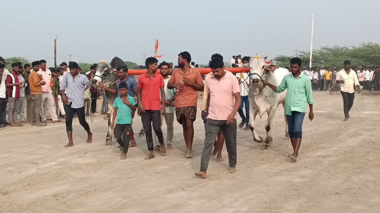 రామగిరి సేద్యపు ఎద్దుల విభాగం బండలాగుడు పోటీల 8వ జత బోడ భాస్కర్