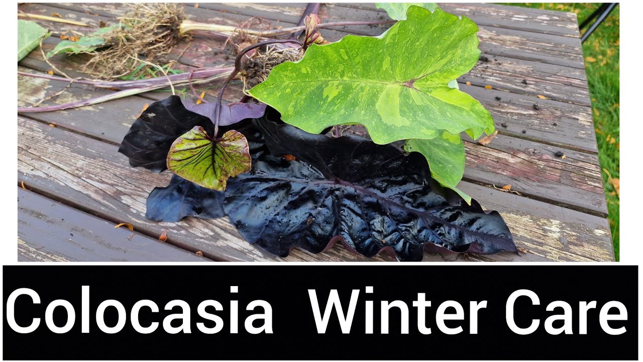 Уши слона зимой в холодном климате | Colocasia Pharaoh's. Маска графитового отражения