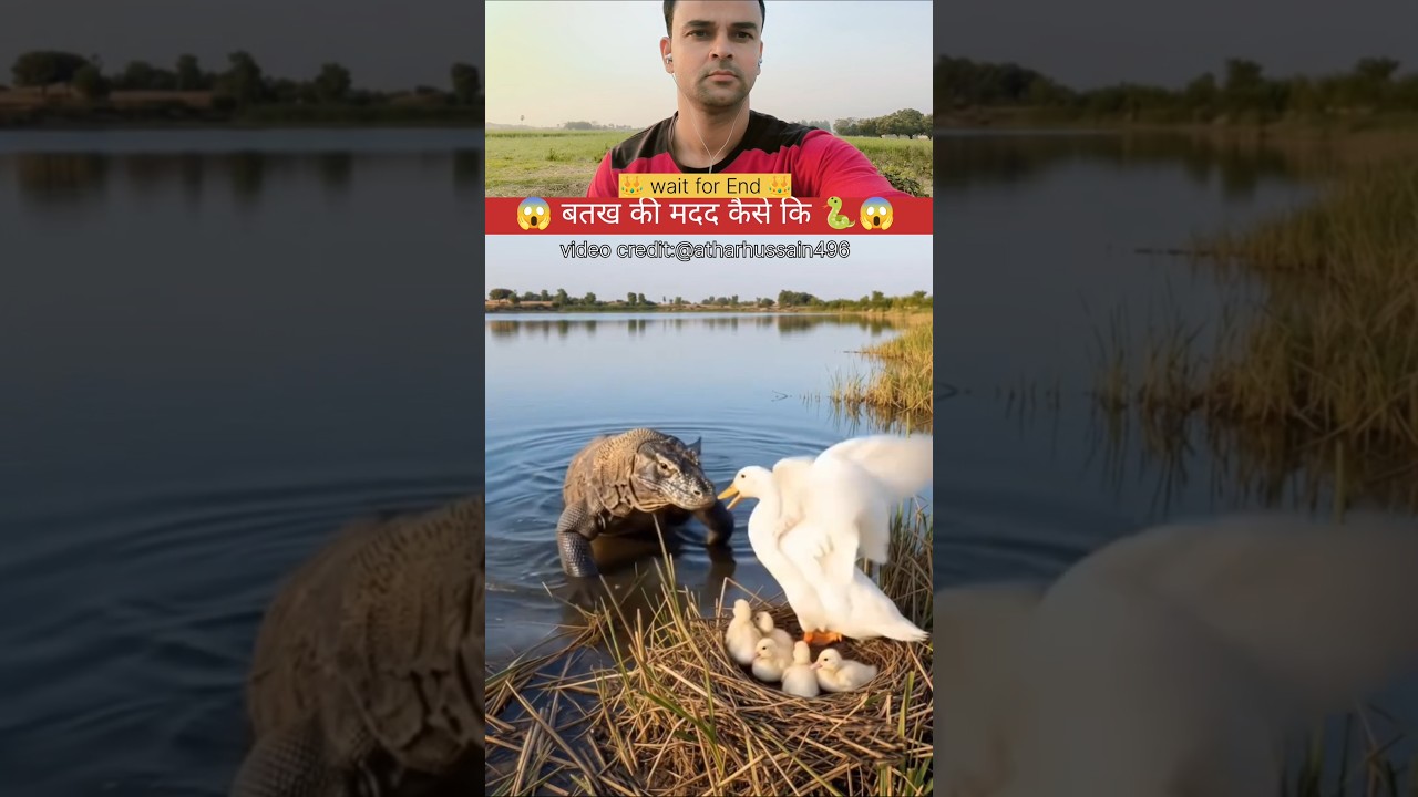 Attack on Duck 🐍😱 #comedy #shorts #viral video credit:@atharhussain4964