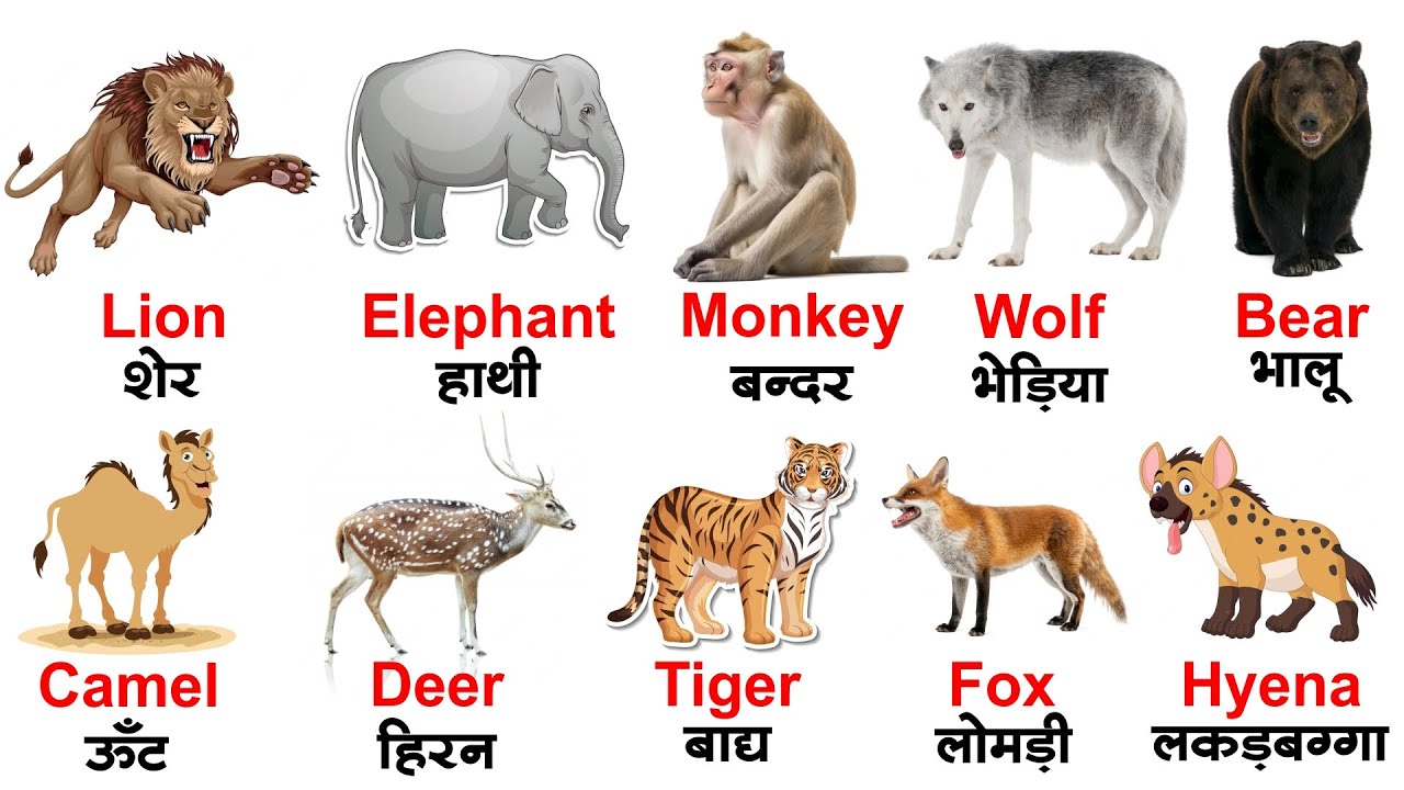Wild animals names | animals for kids | animal vocabulary with pictures for kindergarten