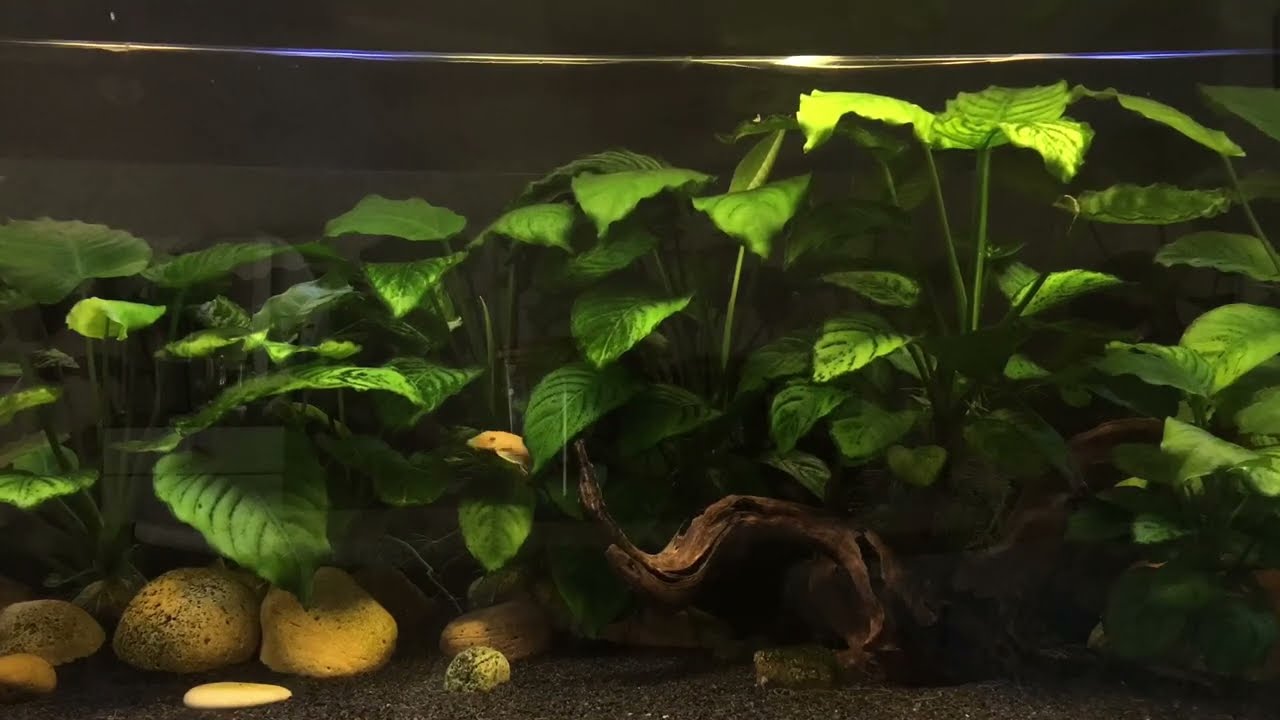 Akvaryum, Anubias bahçesi içinde yavrular