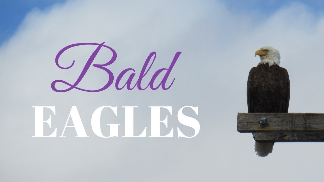 Bald Eagles ☼ Tule Lake National Wildlife Refuge Auto Tour ☼ Best Northern California Birdwatching