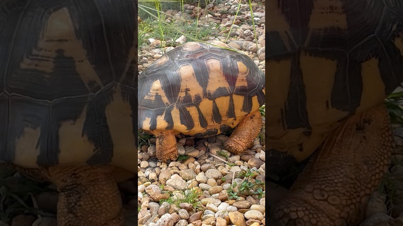 Radiated Tortoise 