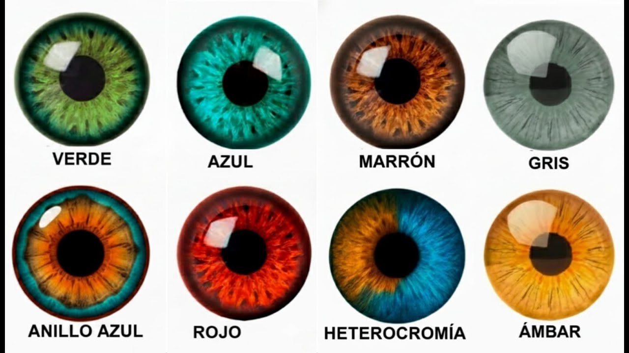 Los 8 Colores de Ojos y Qué Ventaja Evolutiva Esconden