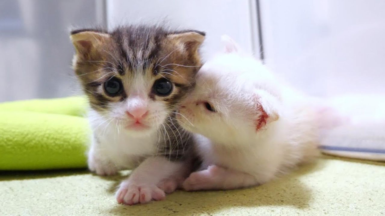 Котята всегда хотят быть вместе [Котенок, кот под защитой]
