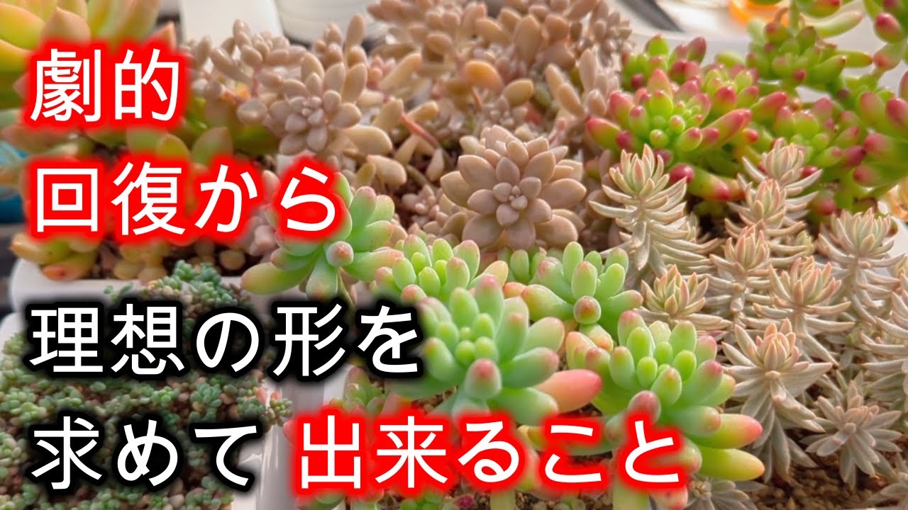 【多肉植物】【仕立て直し】過酷な夏を乗り越え劇的回復をした多肉、形を作りこむ