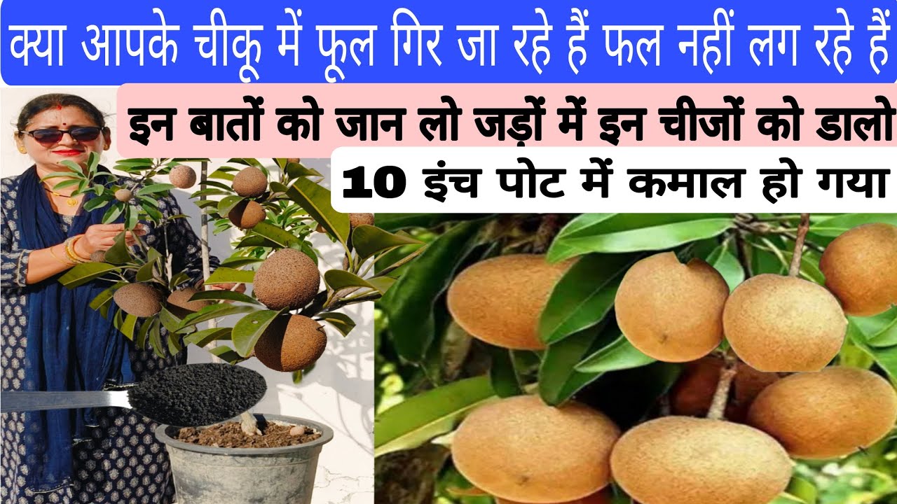 चीकू के पौधे में फूल नहीं आ रहे हैं या फूल गिर जाते हैं  फल नहीं लग रहे हैं तुरंत यह काम कर लो, 