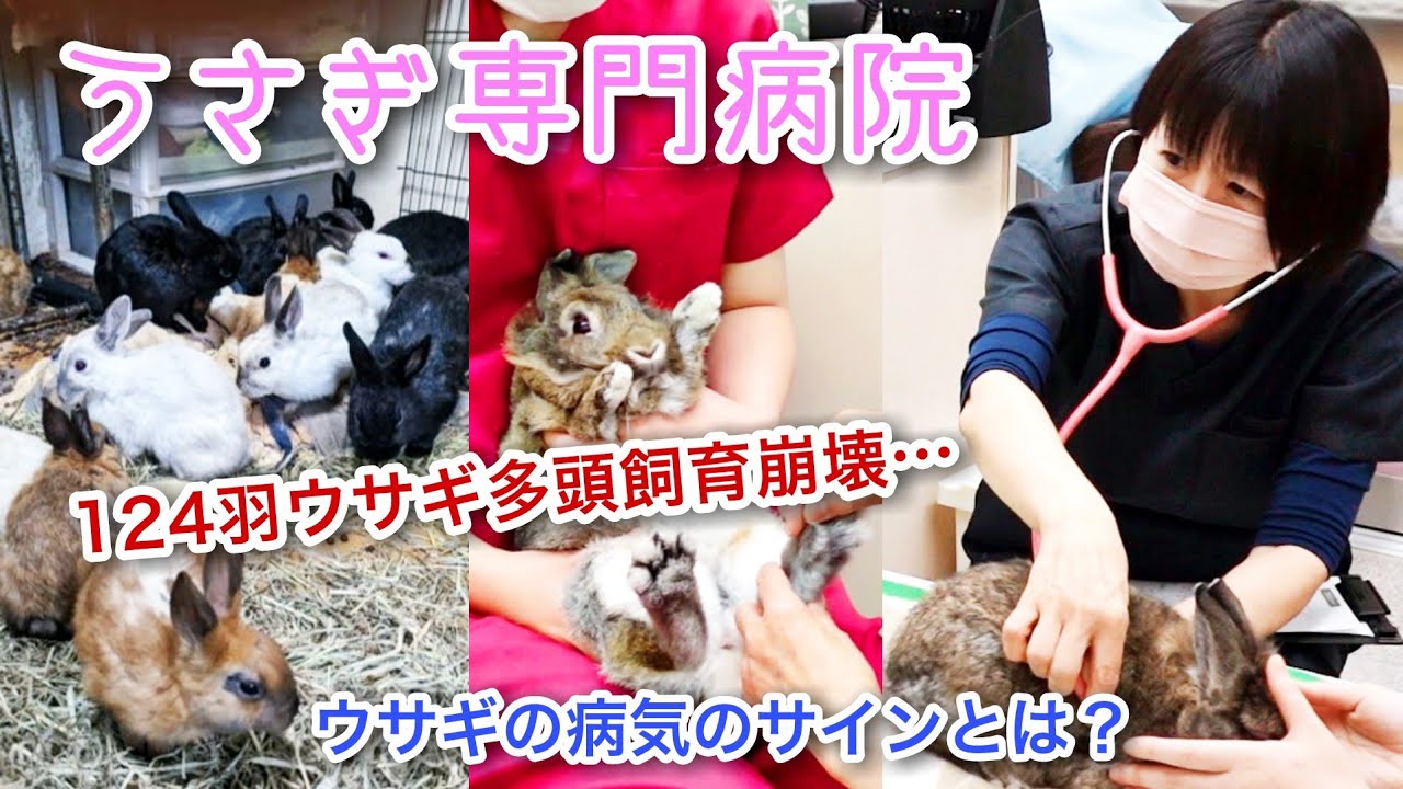 ウサギも多頭飼育崩壊…ウサギしか診療しない病院の診察に密着！
