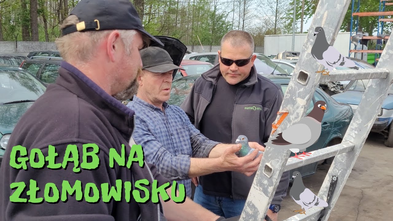 Gołąb na Złomowisku