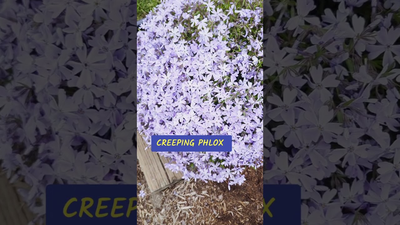 Full Sun Evergreen Groundcovers that Will Give Your Garden a Show Stopping Performance