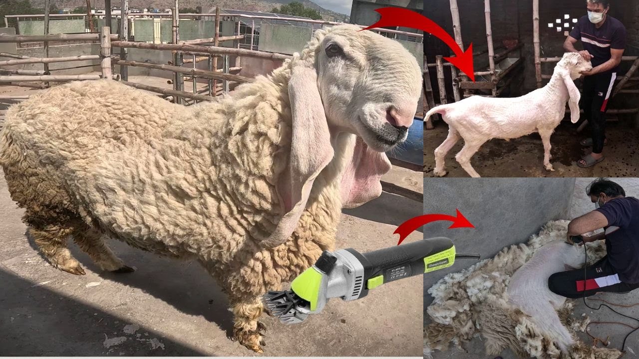 Cutting My Sheep's Hair at Home