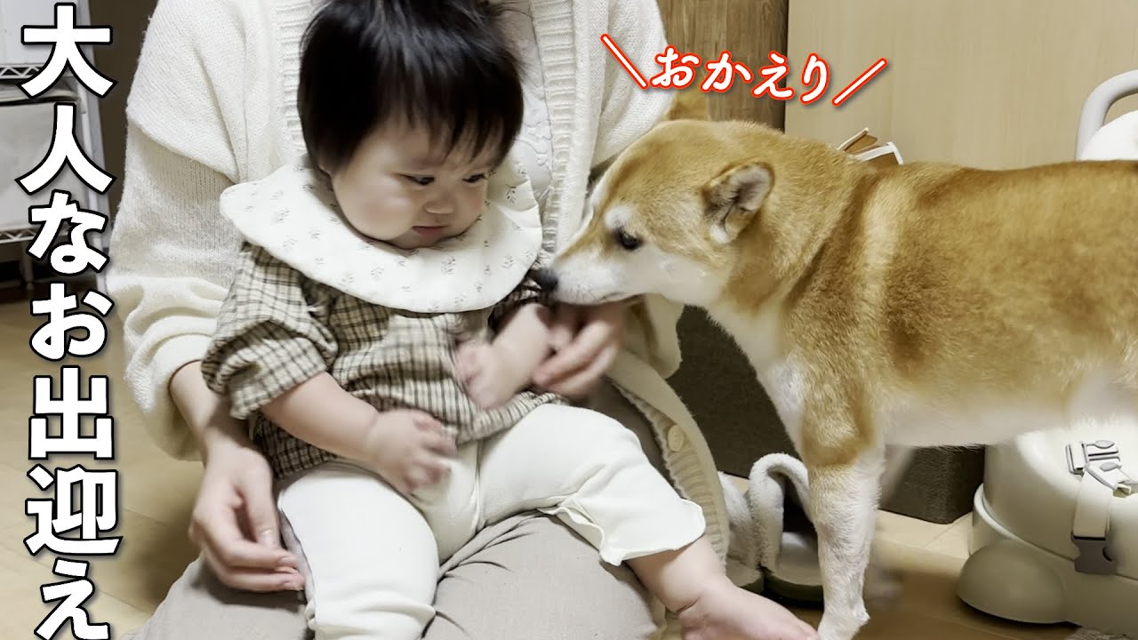 １歳児がびっくりしないように優しいお出迎えをする柴犬