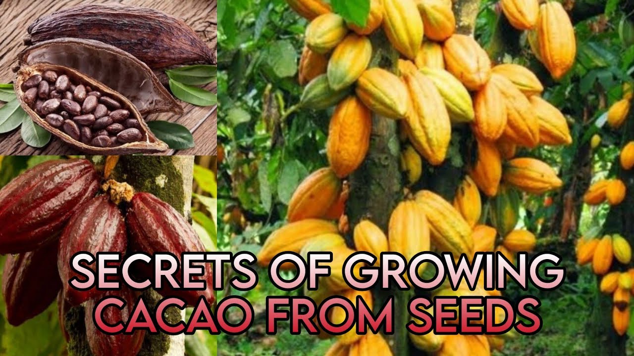 THE SECRET OF GROWING CACAO FROM SEEDS, 100% EFFECTIVE TRY THIS METHOD!