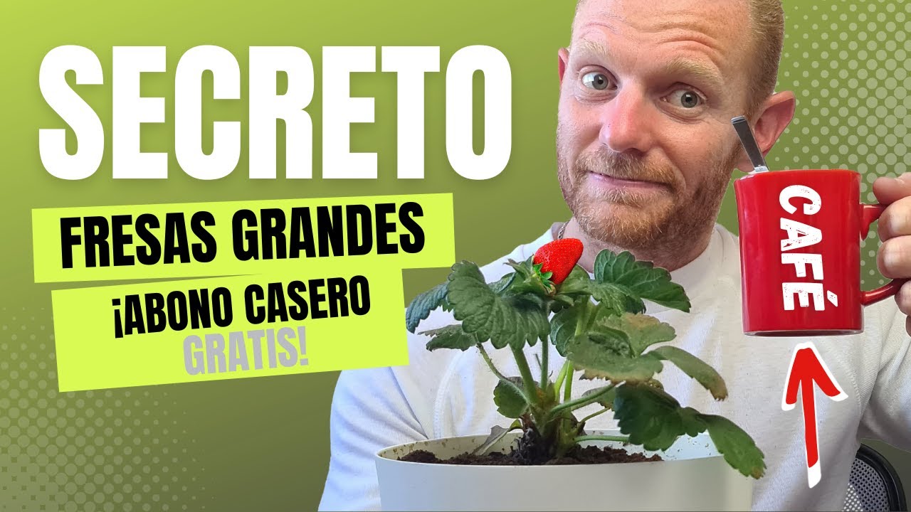 🍓Fresas en Maceta con este Abono Casero Natural y Org&aacute;nico a base de Caf&eacute; ☕