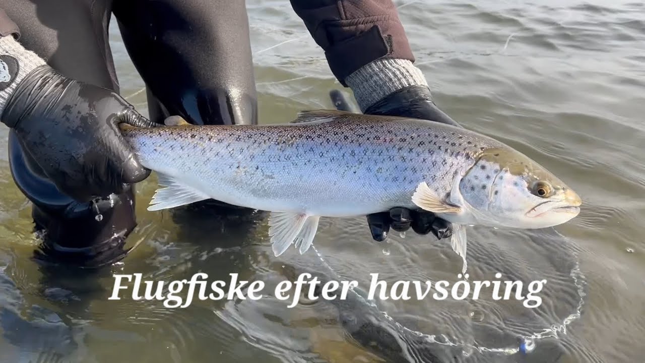 Flugfiske efter havsöring på Skånekusten 
