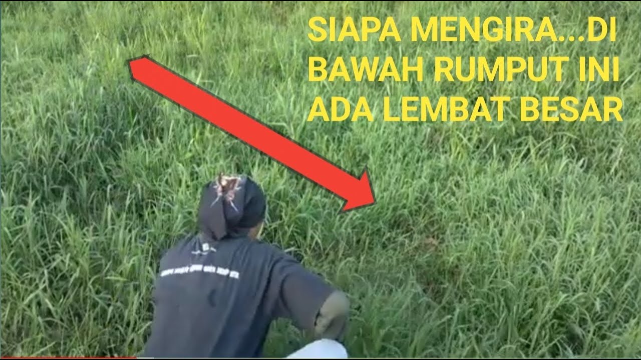 LELE LEMBAT BESAR HIDUP DI PARIT YANG TERTUTUP RUMPUT #mancinglelemalamhari