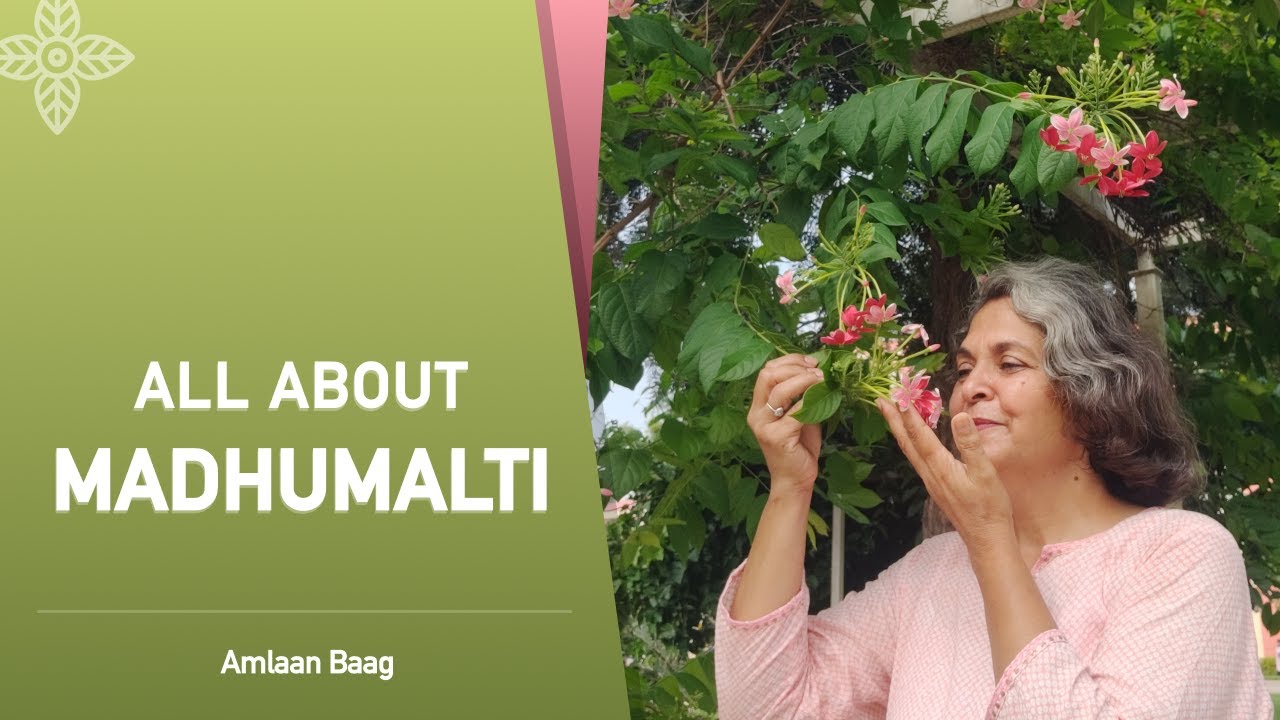 All About Madhumalti | खुशबूदार फूलों की बेल मधुमालती या रंगून क्रीपर