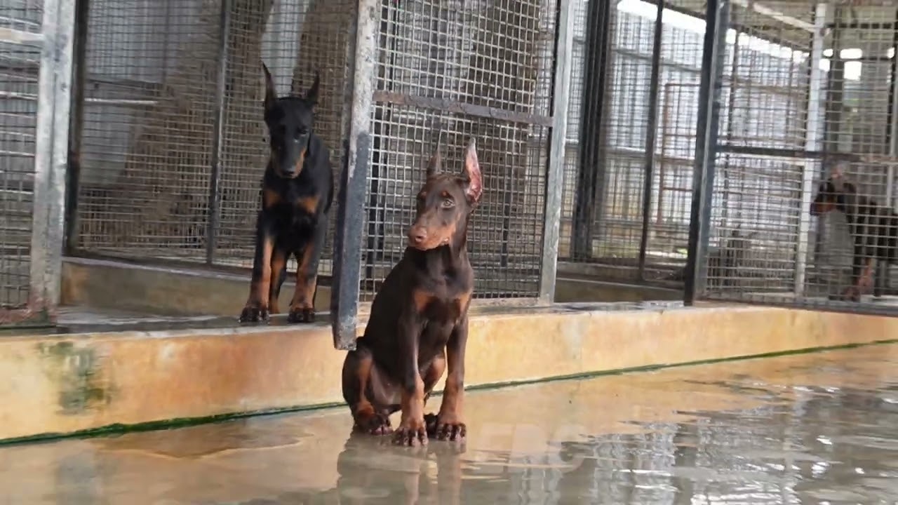 TOP EUROPEAN DOBERMAN FEMALE PUPS IN INDIA