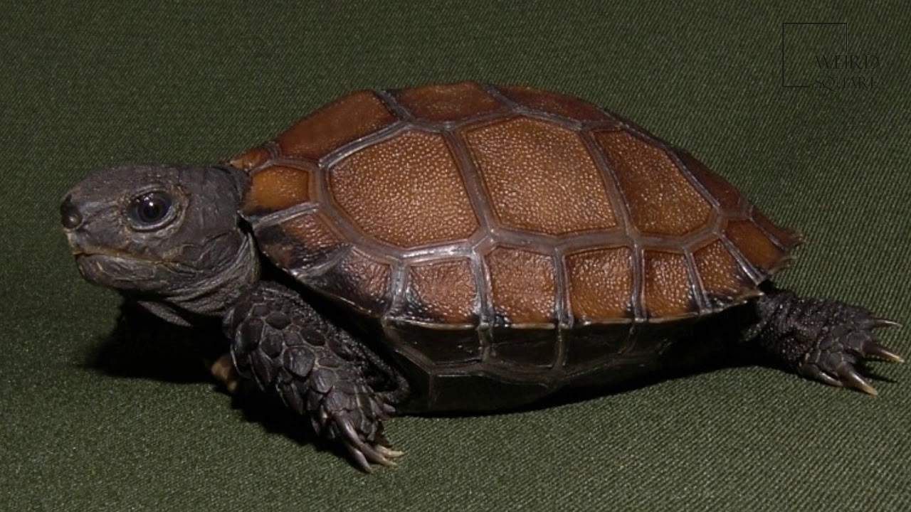 Interesting facts about bermse Tortoise by weird square