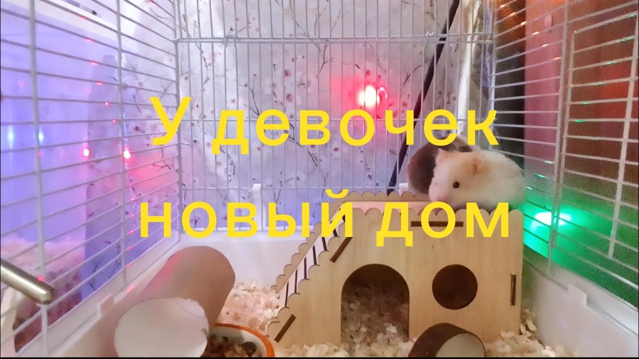 Девочки съехали от мамы в новый дом.🏠🐹 #хомяки 