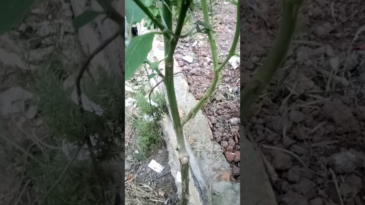 Tomate enxertado na jurubeba.