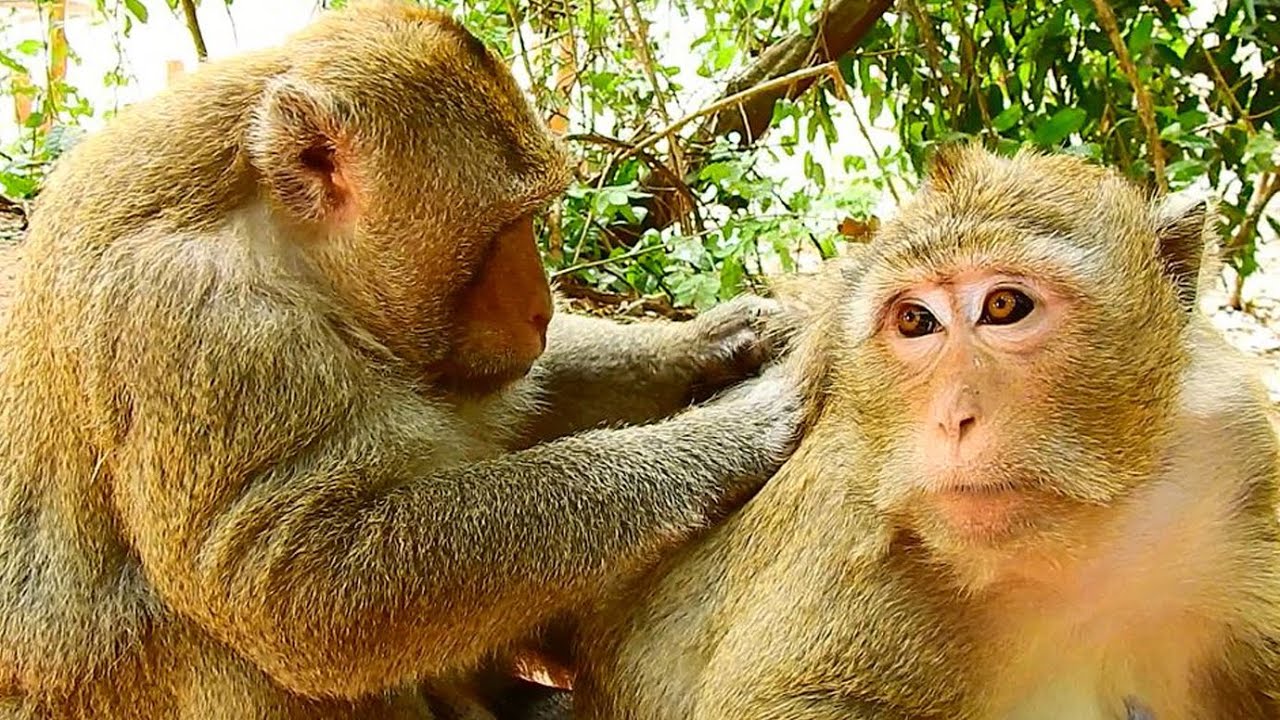 Leyla female monkey got best grooming from big male Samsoun monkey