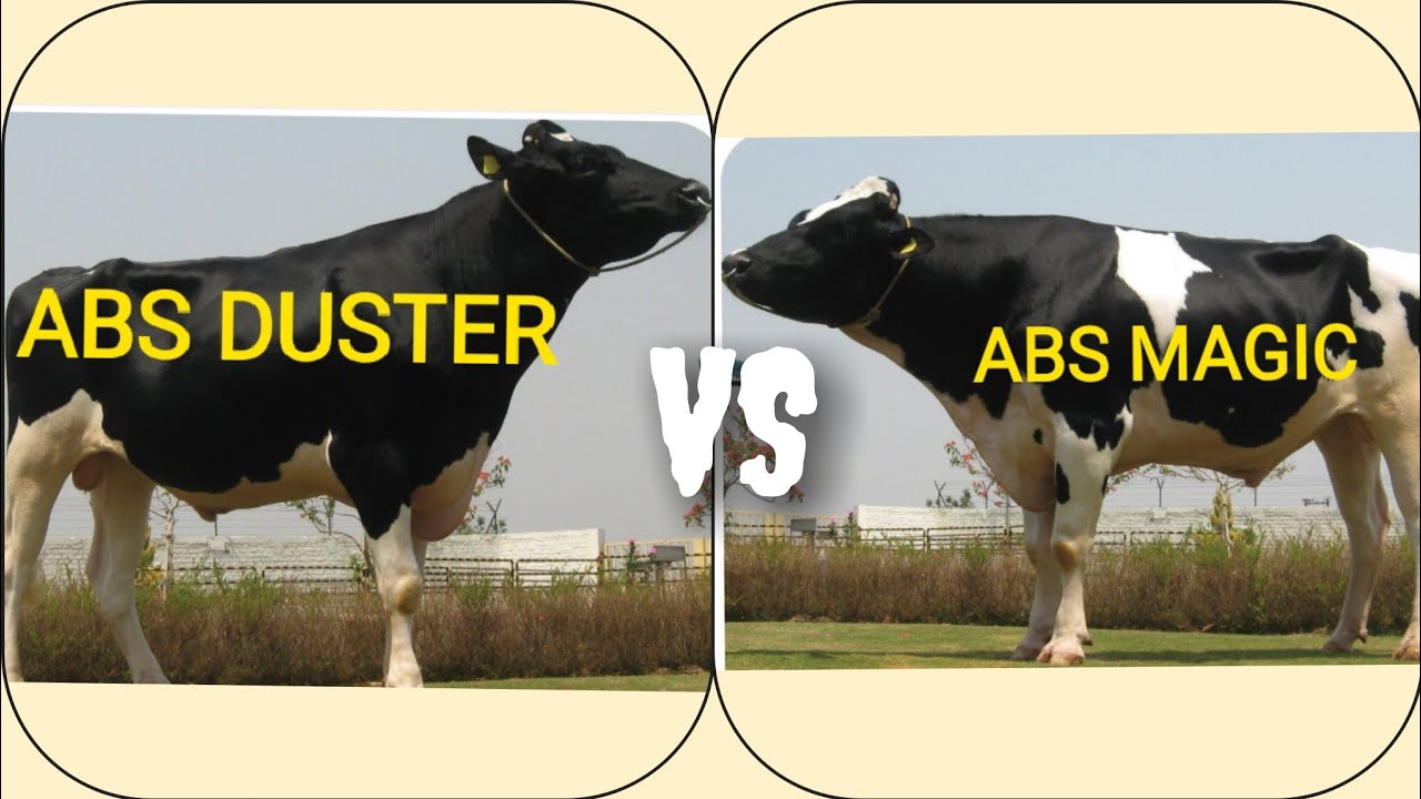 ABS DUSTER VS ABS MAGIC🐄कौन सा BULL है अच्छा आपके FARM के लिए 🐄FULL DETAILS 🐄#breeding #hfbull
