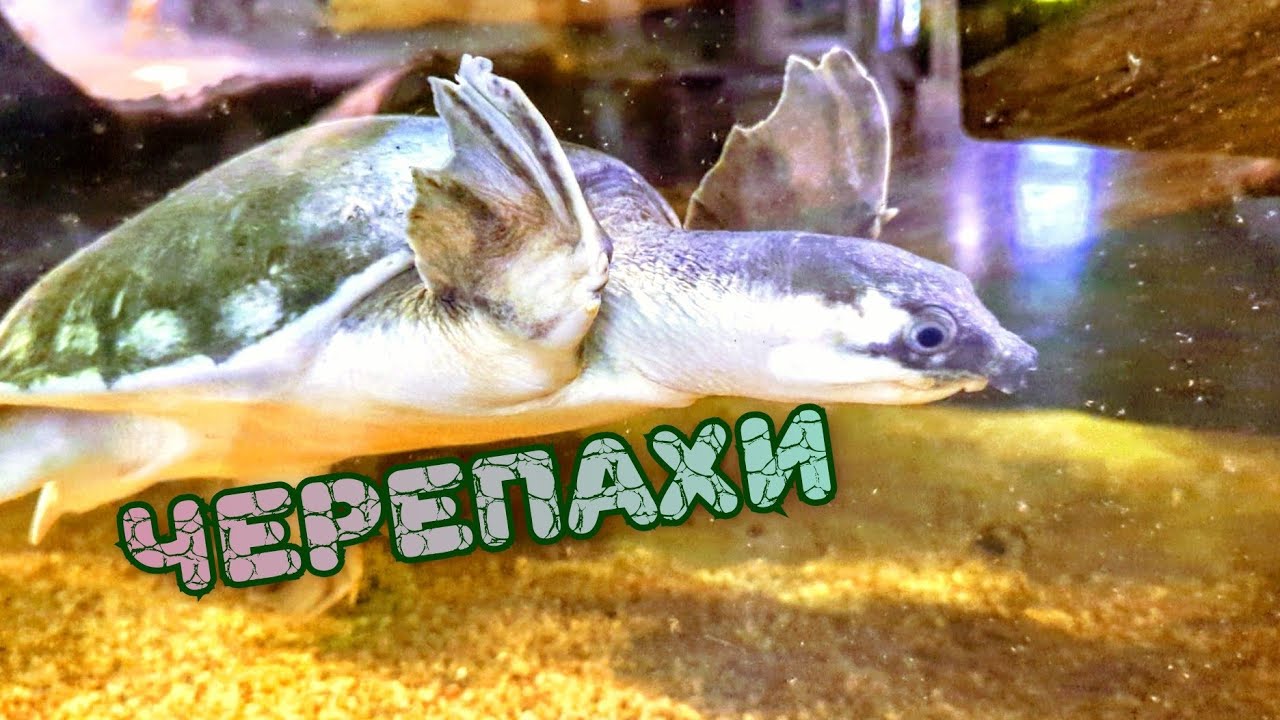 Водоплавающие черепахи в Черкасском зоопарке 