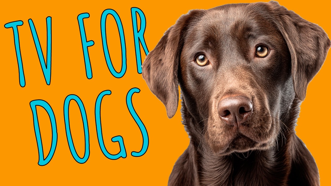 Virtual Dog Walks Through Nature Trails for Indoor Stimulation