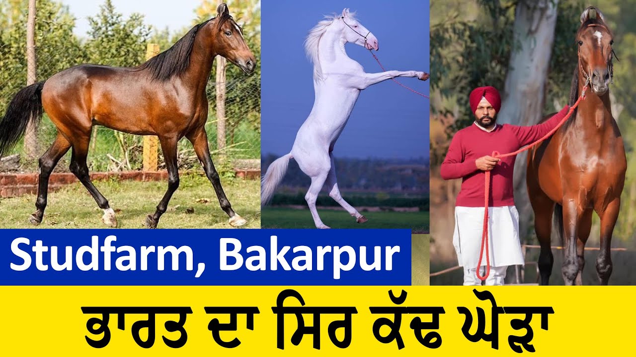 ਪੰਜਾਬ ਦੇ ਇਸ ਨੌਜਵਾਨ ਕੋਲ ਹੈ, ਭਾਰਤ ਦਾ ਸਿਰ ਕੱਢ ਘੋੜਾ । Uday Stud Farm Bakarpur Mohali - Hamdard Tv |