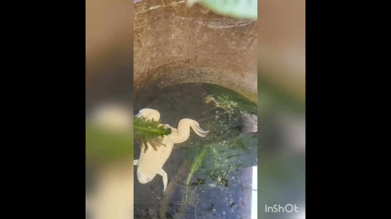 Rana Africana (albina) cuidados y alimentación