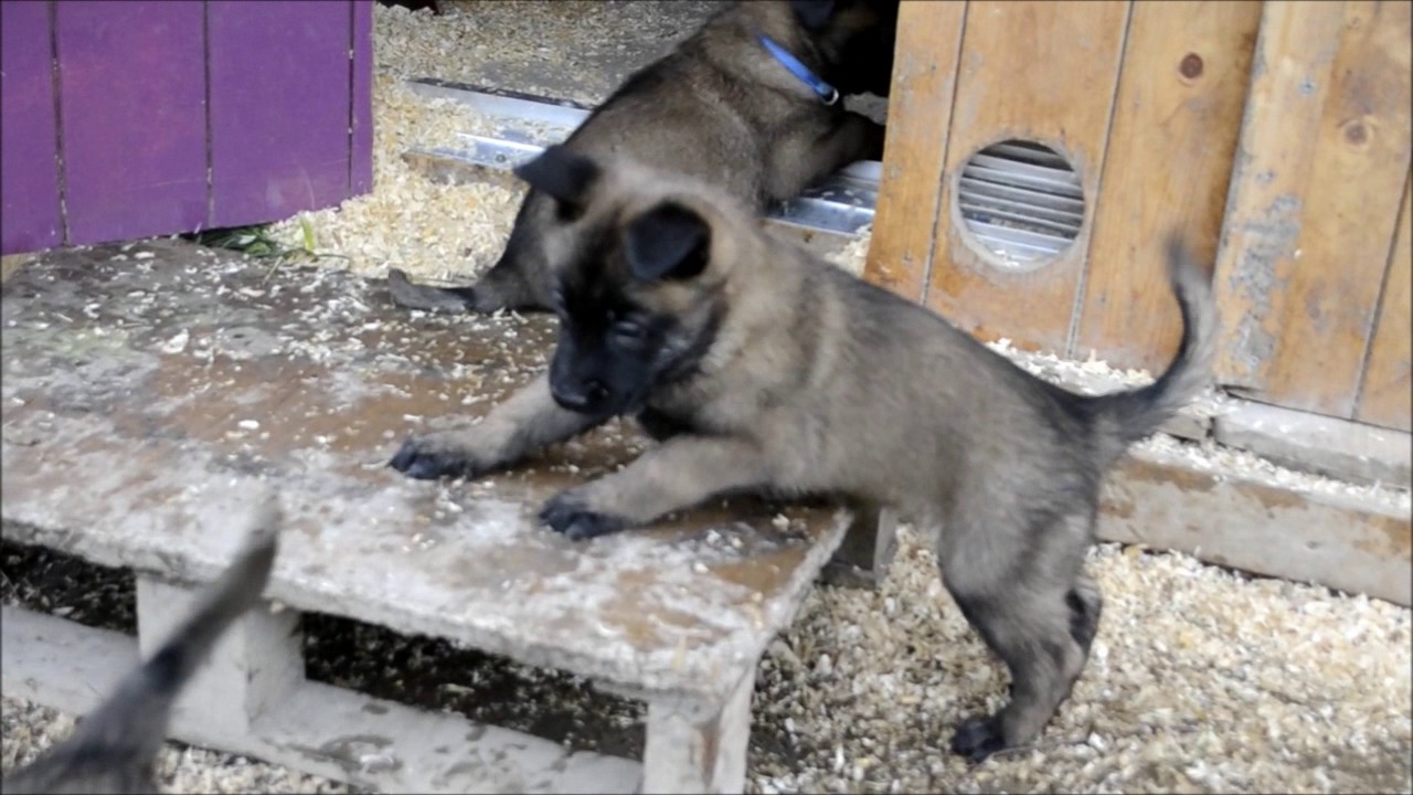 Chiots Berger Malinois de Gaia Vlka âgés de 37 jours- Jeux en extérieur