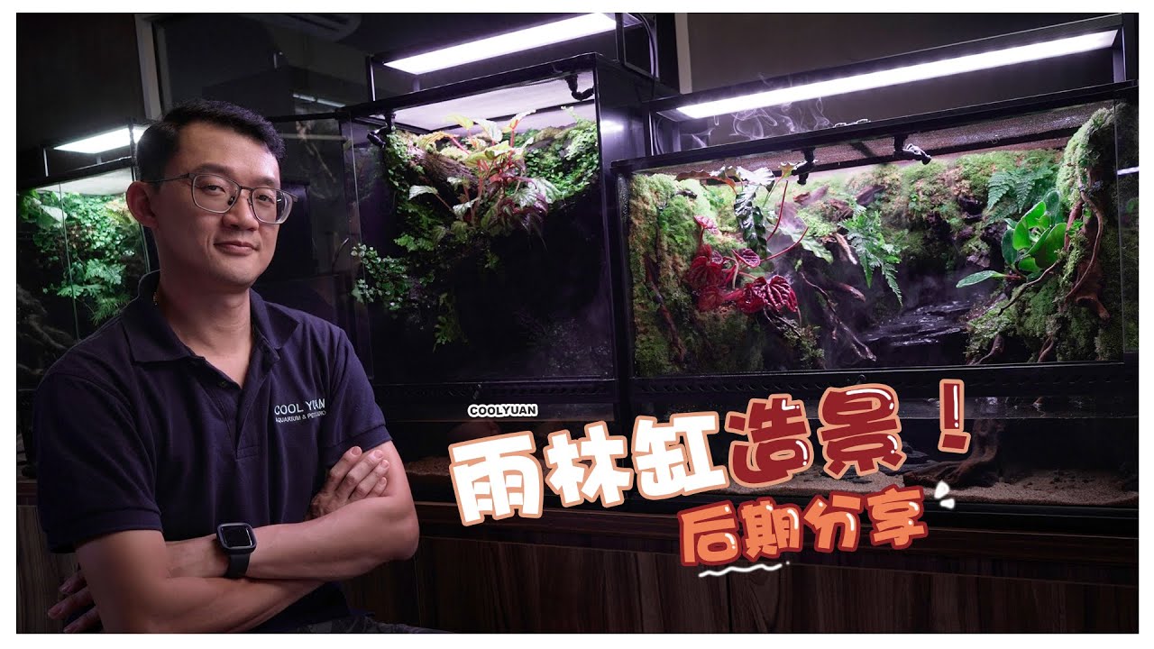 雨林缸造景后期分享