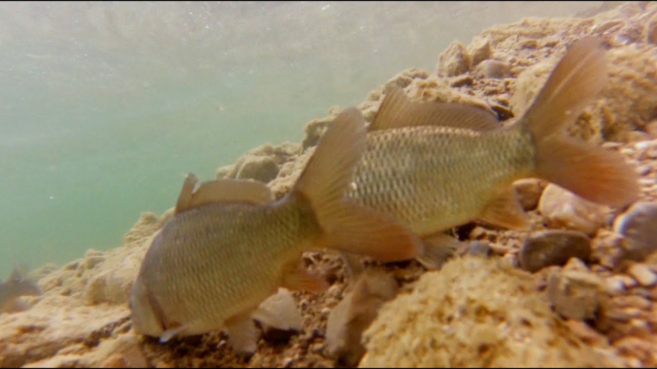 Karpfenbesatz K1 am Irrsee