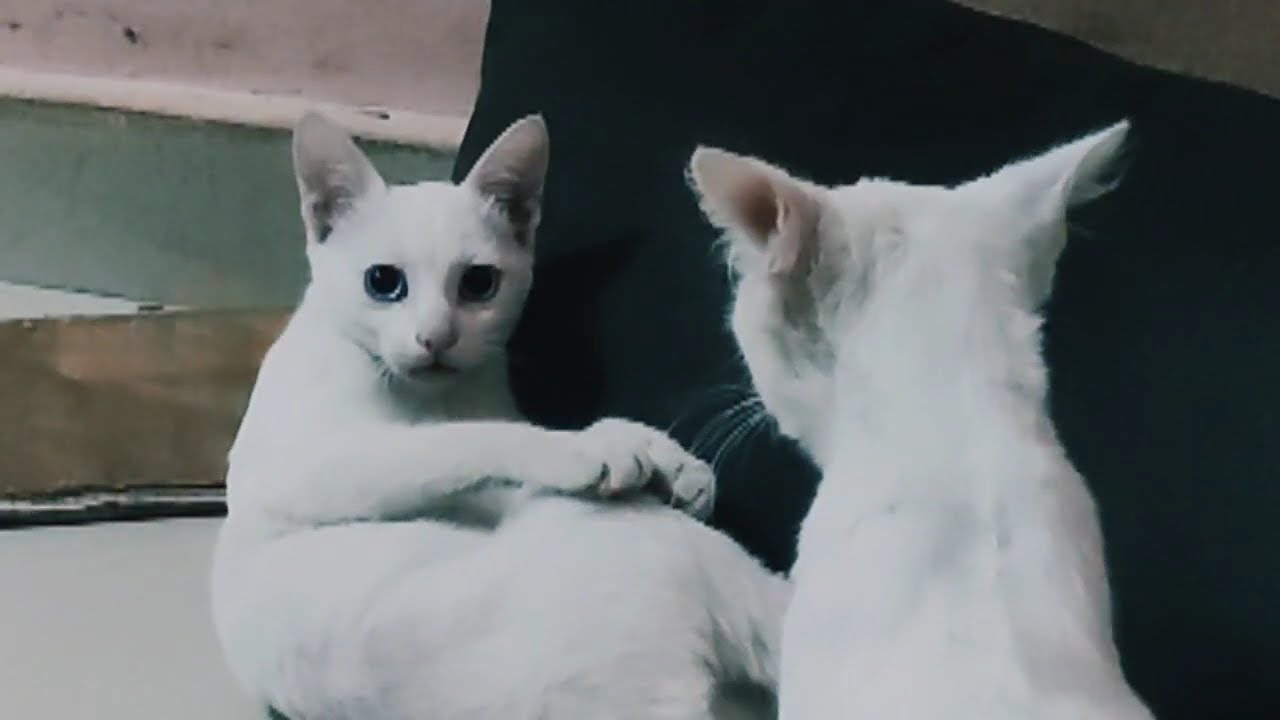 Every Time Fighting Cats 🐱😾 | Funny & Angry Cat Moments |