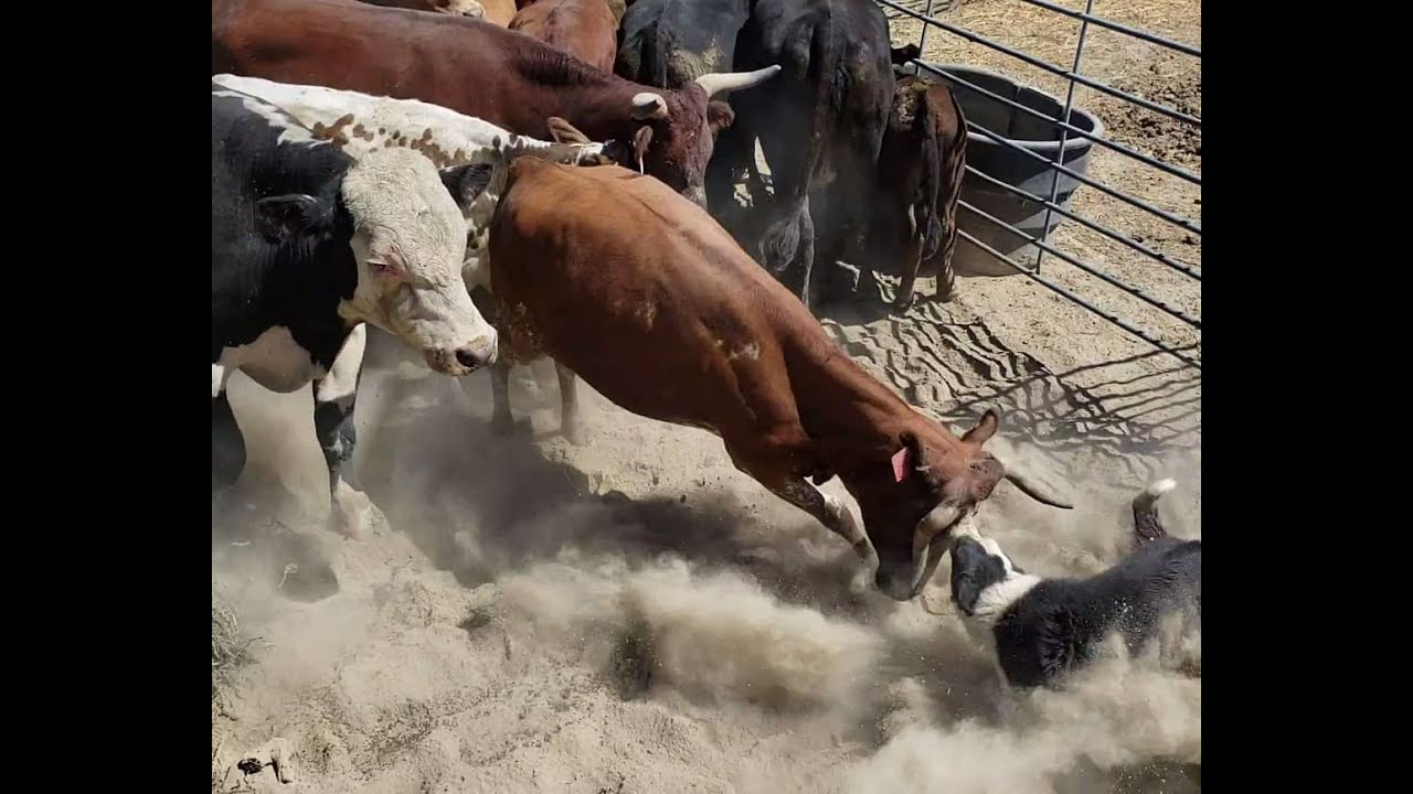 Satus Stockdogs Action