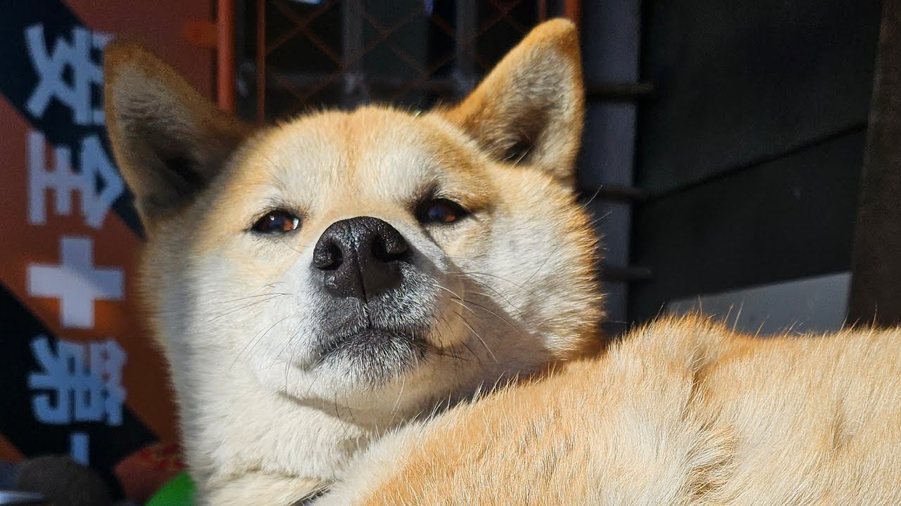 #しばいぬ サクラの昼散歩260203