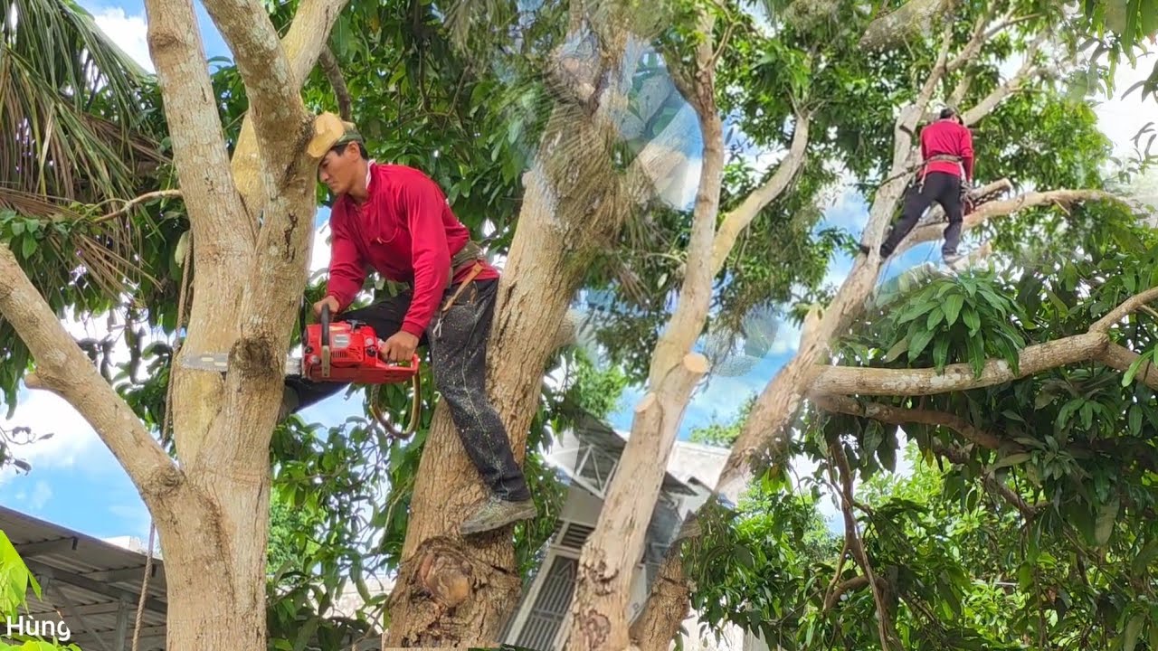 Overgrown Tree Saw